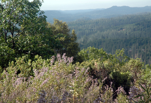 Manion Canyon Road view