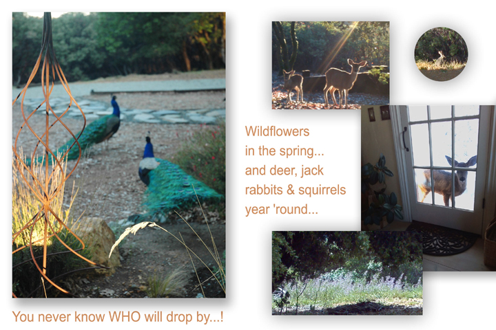 wildlife abound on the property